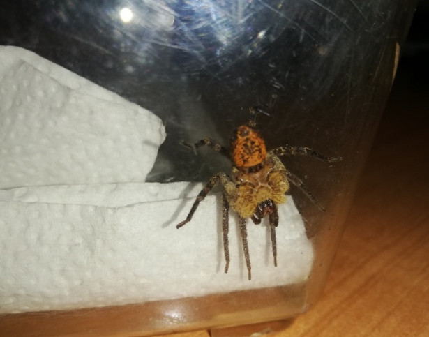 Jadowity pająk (zwany Nosferatu) znaleziony w przesyłce z Portugalii