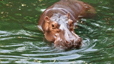 Niebezpieczny incydent w zoo. Mężczyzna wskoczył do stawu z hipopotamami