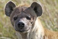 hiena się patrzy
