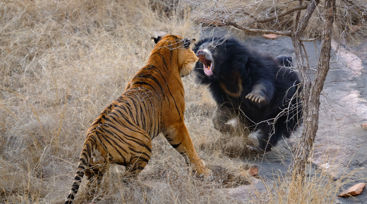 Medvemama és a tigris - Fotó: Northfoto