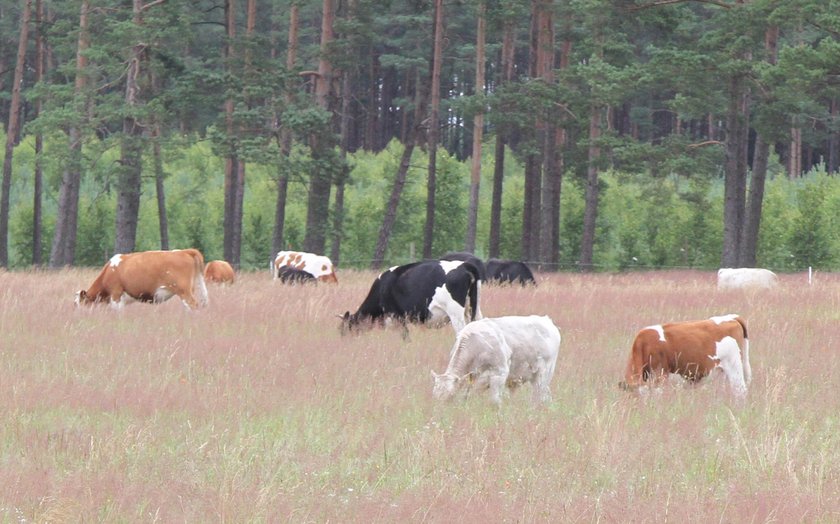 Wataha wilków atakuje na Pomorzu!