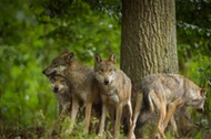 European Gray Wolf Group of Wolves