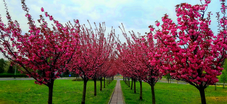 Japońska wiosna w sercu Krakowa. "Różowa aleja" przyciąga tłumy