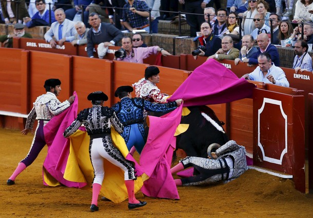 Spanish banderillero Fernandez Alcalareno is tackled by a bull during a bullfight in Seville, sout