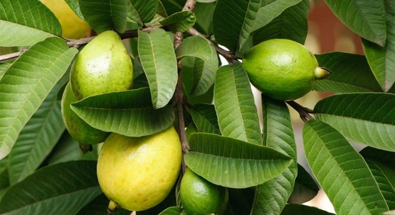 Guava leaves