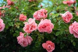 Ruže će EKSPLODIRATI OD CVETANJA ako ih u martu zalijete OVIM ČAJEM