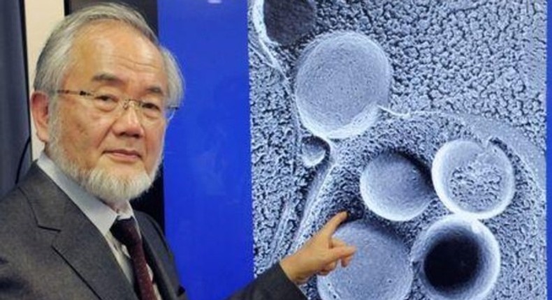 Japanese scientist wins Nobel medicine prize for work on self-eating cell mechanism