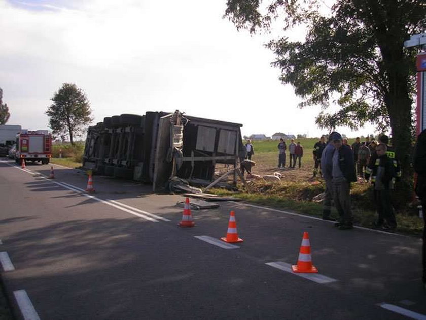 Świńska panika na drodze!