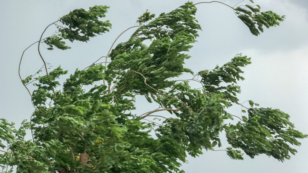 Instytut Meteorologii i Gospodarki Wodnej wydał dziś ostrzeżenia pierwszego stopnia przed silnym wiatrem dla południowych części województw podkarpackiego, śląskiego oraz małopolskiego. 