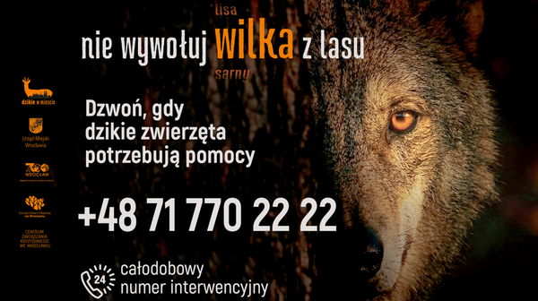 Dzikie w mieście - numer interwencyjny