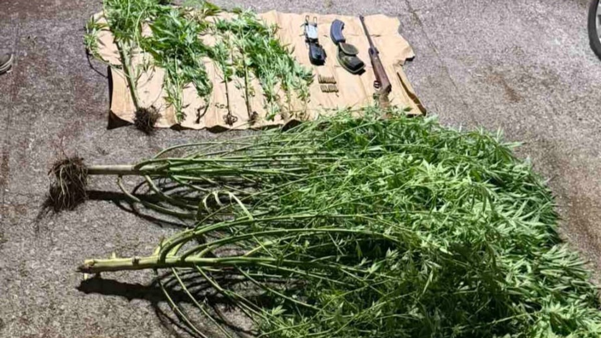 Plantaža marihuane u Nikšiću