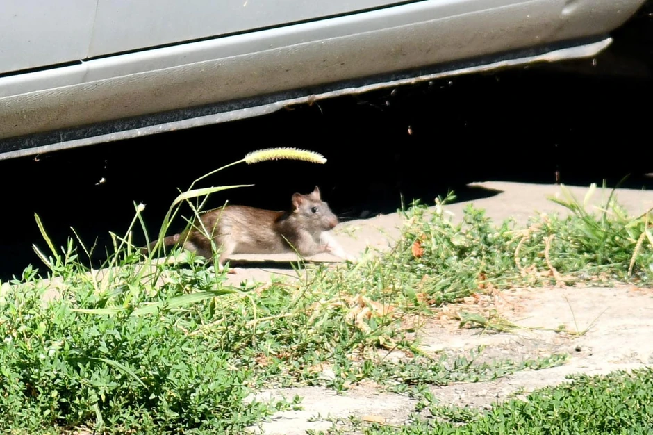 A pacovi mu takođe dođu kao kućni ljubimci