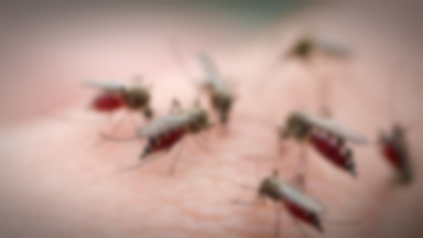 Plaga komarów w Świętokrzyskiem. Najgorzej jest na terenach, które ucierpiały podczas nawałnic