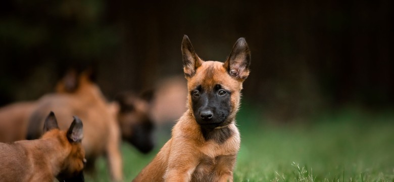 Oto najmądrzejsza rasa psów na świecie. I to nie border collie