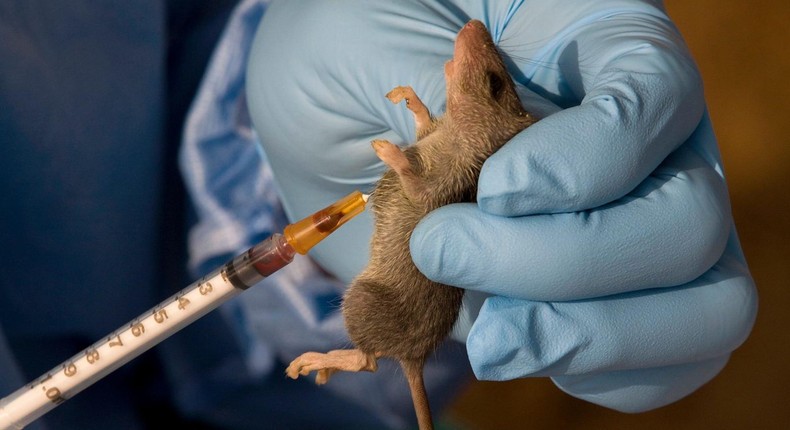 41 persons die of lassa fever in Bauchi. (Punch)