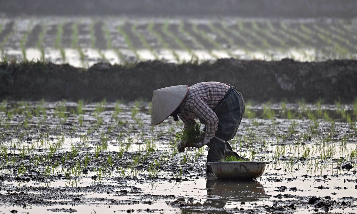 Organizacja Trumpa buduje kurort golfowy w Wietnamie. Rolnicy dostaną zapas ryżu