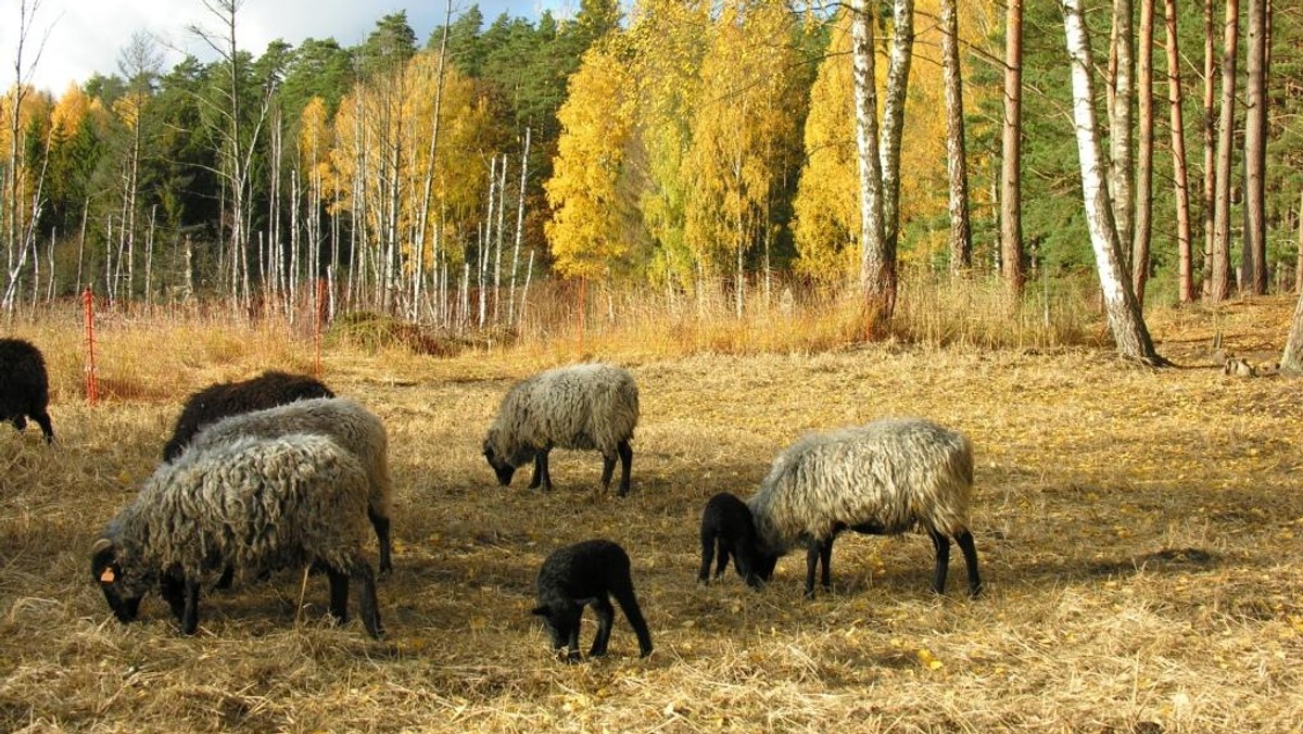 Przyrodnicy postanowili chronić przyrodę za pomocą owiec i koników. W efekcie w warmińsko – mazurskich lasach przybywa leńca bezpodkwiatkowego, rośliny zagrożonej wymarciem. Udało się także zaobserwować nowego "mieszkańca " miejscowych kniei.