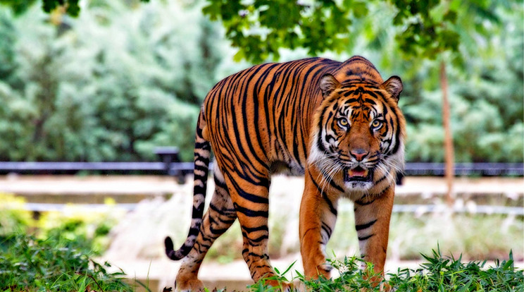 Tigris marcangolta halálra a gondozóját a zürich-i állatkertben./ Fotó: Pexels