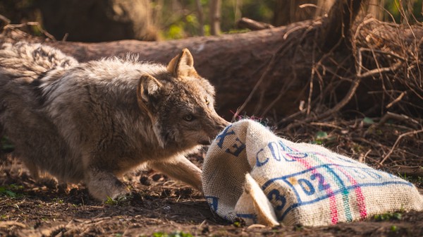 Wilk Miłek zamieszkał w zoo