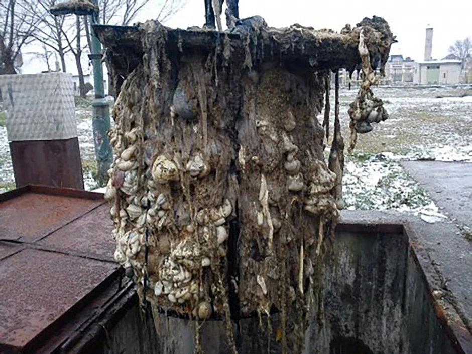 Prizori koje ne može svako da podnese