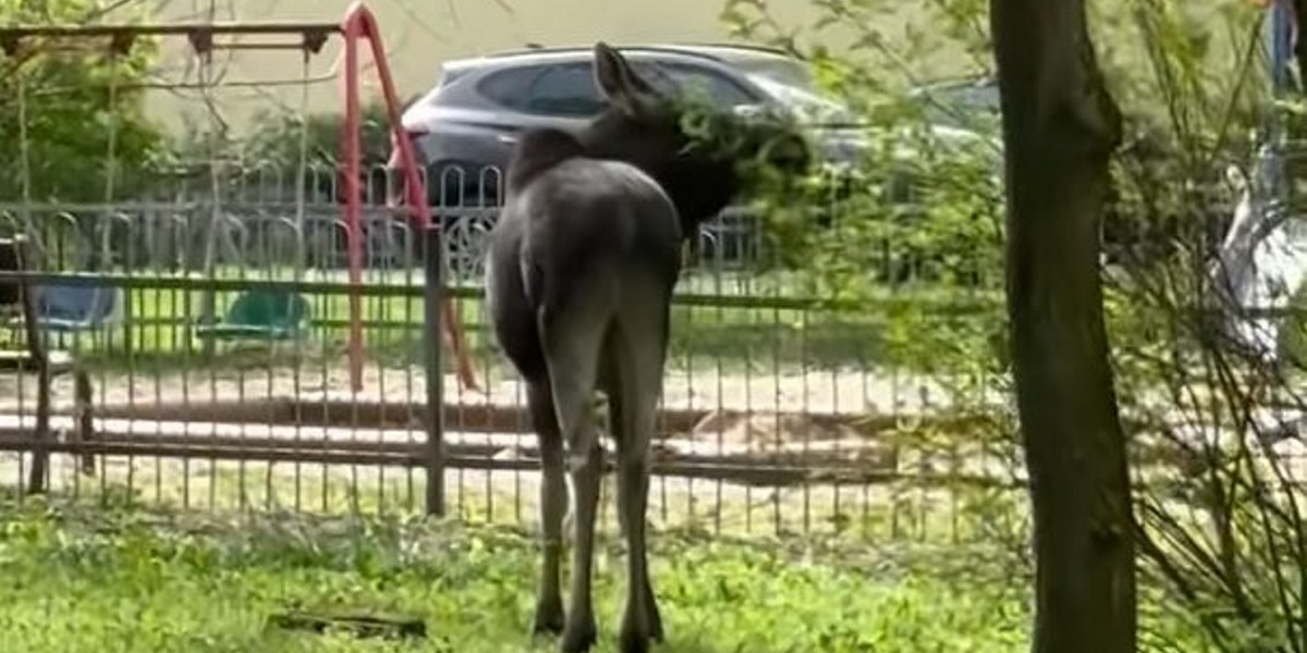 Łoś w Toruniu. Na osiedlu rosną przysmaki.