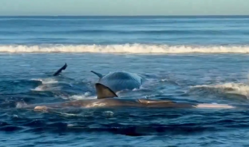 Kitovi u Japanu isplivali na obalu posle zemljotresa