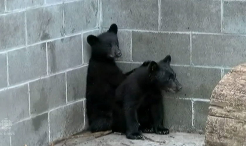 Dwa ocalone niedźwiadki