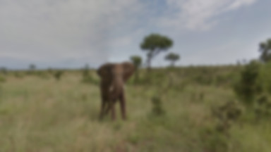 Safari w RPA na wyciągnięcie ręki dzięki Google Street View