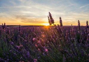 Valensole