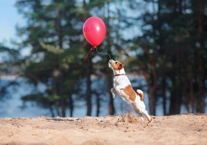 pas foto shutterstock_423047221