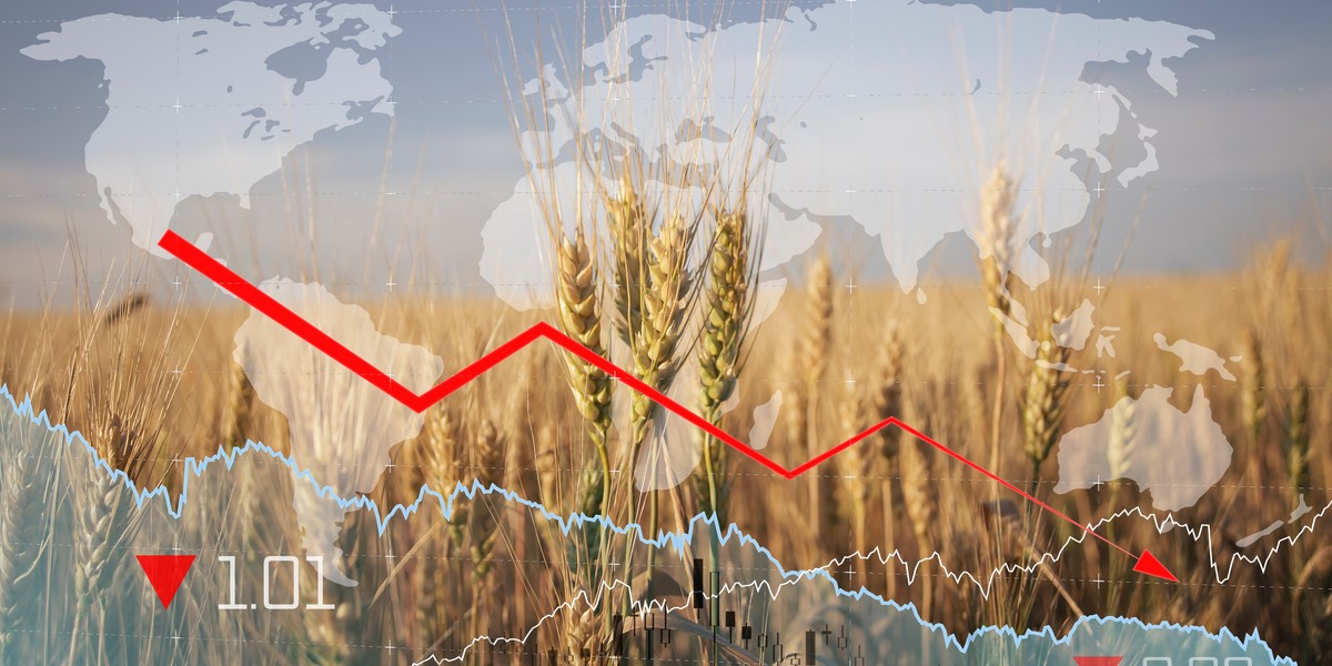 Ceny pszenicy spadną o niemal połowę w porównaniu z ubiegłym rokiem.
