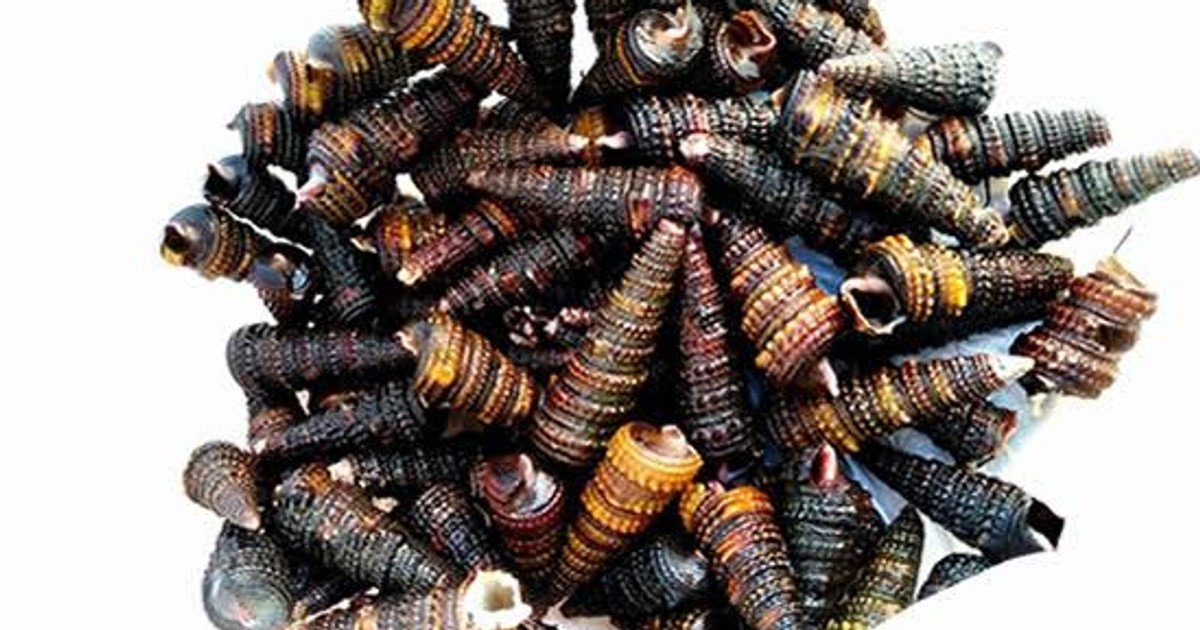 Why you should consider adding periwinkles to all your soups - Vimarsana News
