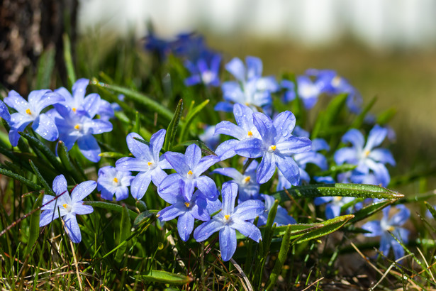 U typowego gatunku śnieżnika, kwiaty mają barwę szafirowo-niebieską
