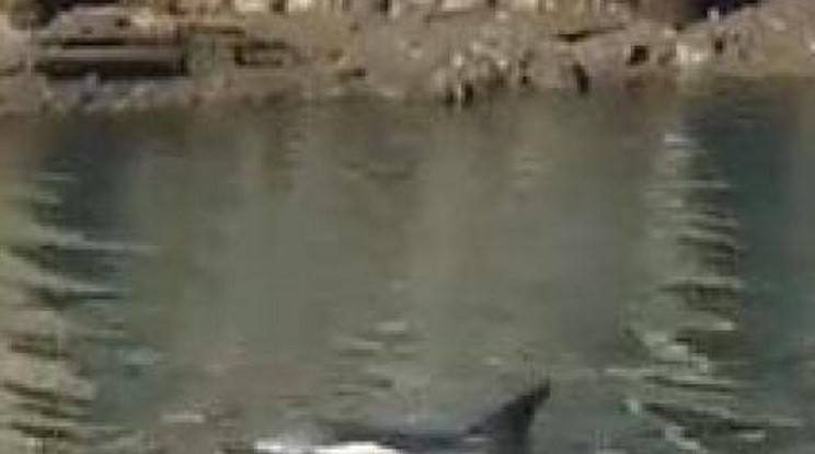 Beúszott Brooklynba egy delfin - videó