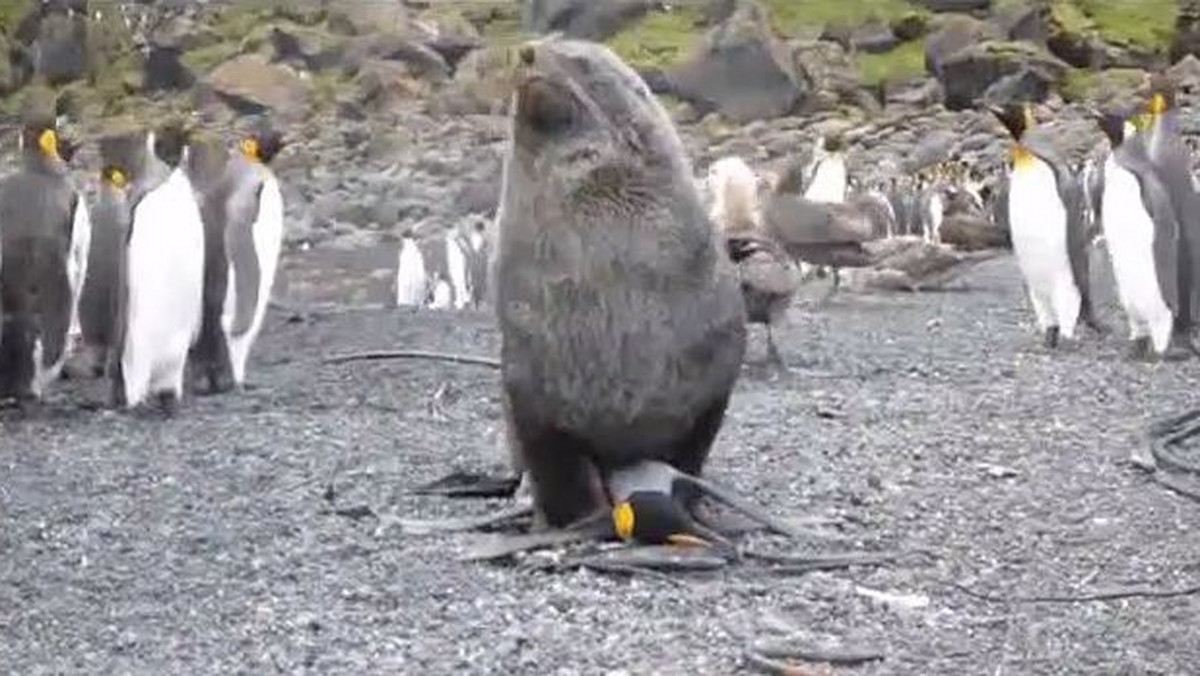 Naukowcy z Uniwersytetu w Pretorii zaobserwowali, że na wyspie Mariona uchatki antarktyczne nękają seksualnie pingwiny królewskie. Badacze sugerują, że może to być wyuczone zachowanie, jednak jego przyczyna nie jest znana – czytamy na stronie "BBC".