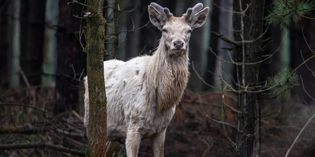 Jeleń albinos spotkany w lesie pod Olesnem.