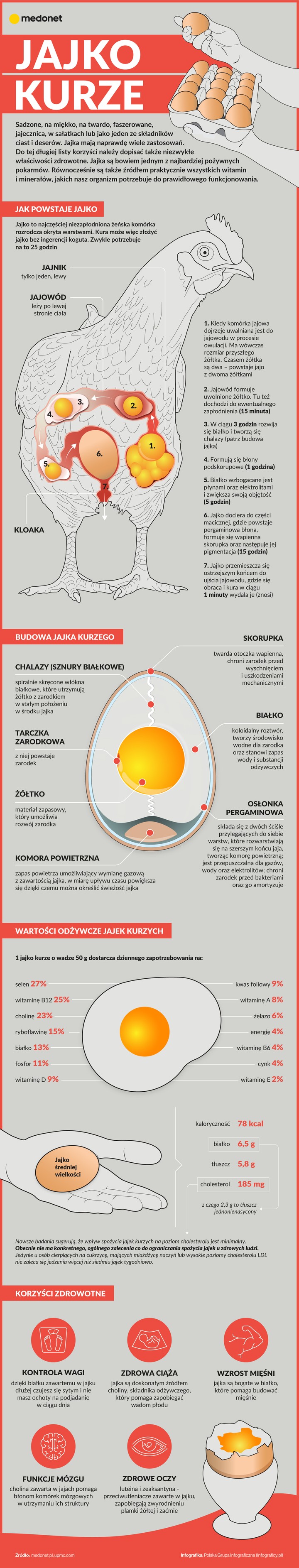 Jajka kurze - ważne informacje [INFOGRAFIKA]