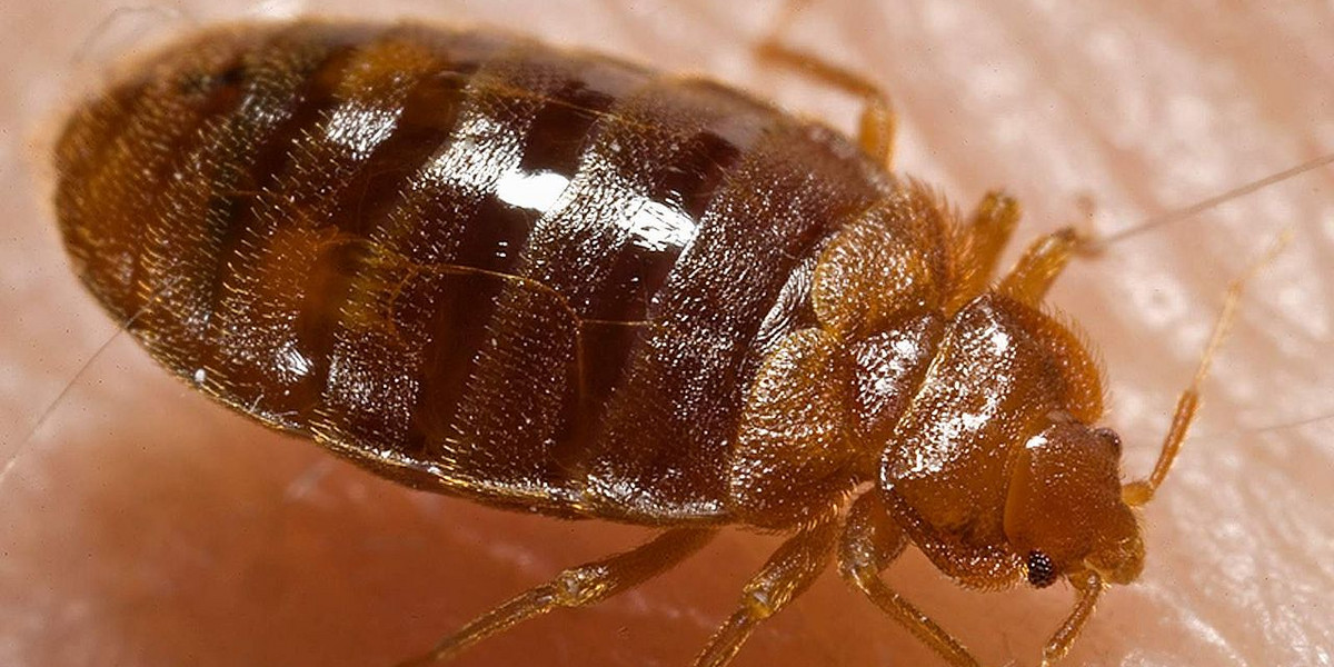 Bed bugs are evolving before our eyes