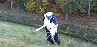 Łabędź błąkał się po ruchliwej drodze na Śląsku.  Potem wydarzyło się coś wzruszającego [WIDEO]