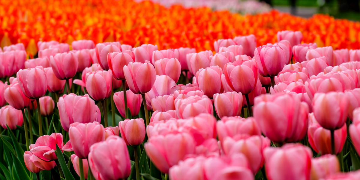 70 tys. tulipanów zakwitło w Łodzi 