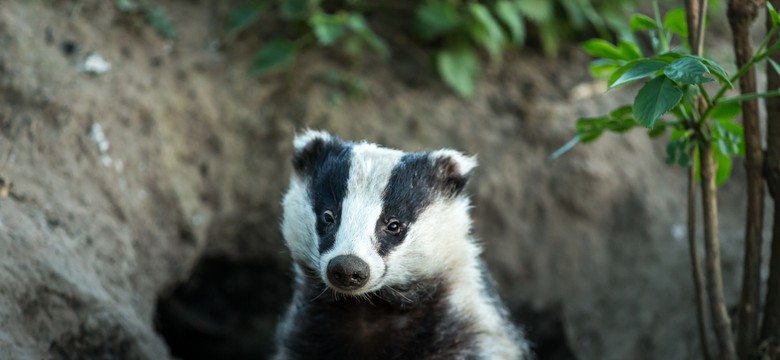 Policjanci i strażacy uratowali małego borsuka. "Zawodzenie przypominało płacz dziecka"