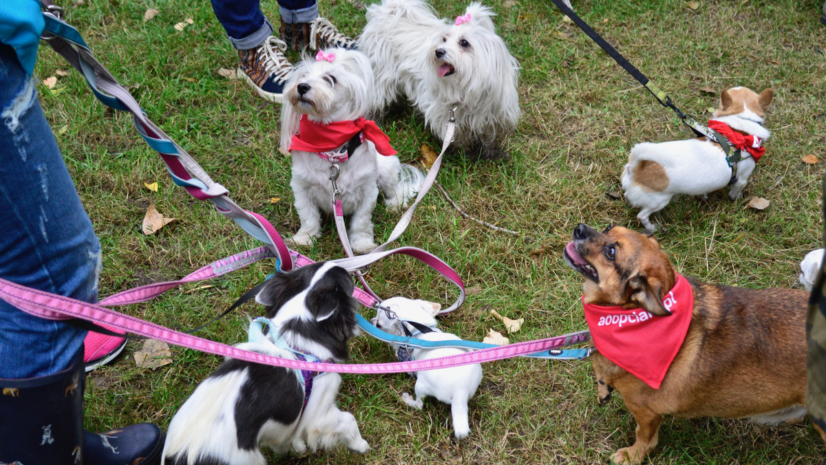 Wybierz się na Spacer Adopciaków. Akcja dla bezdomnych zwierząt