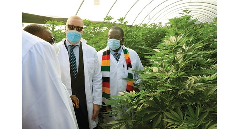 President Emmerson Mnangagwa commissions U.S.$27 million Swiss medicinal cannabis farm and processing plant