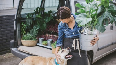 10 növény, amit nyugodtan tarthatsz cica és kutya mellett is  - kiskegyed.hu