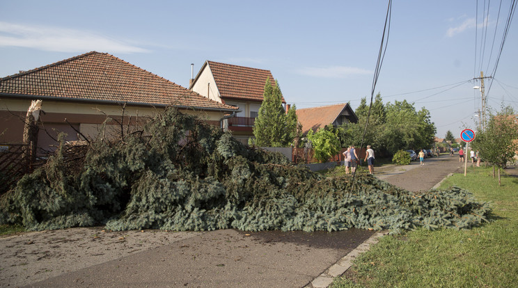 Kidőlt fa és leszakított villanyvezeték vihar után Orosházán /Fotó: MTI -Rosta Tibor