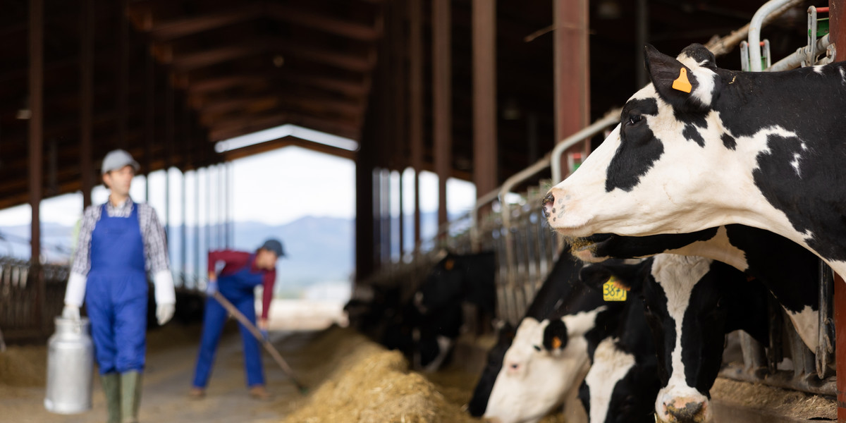 Rolnik, który specjalizuje się w mleku jeszcze do końca roku miał eldorado. W kwietniu spadek cen w skupie mleka jednak przyśpieszył.
