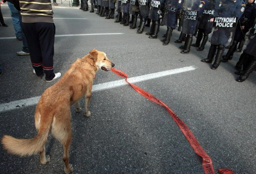 Protestujący pies z Grecji