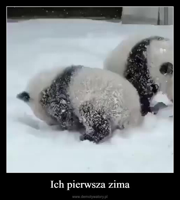 Najlepsze memy o pandach