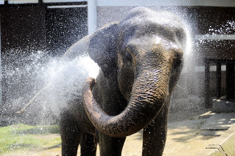 Tvigi voli i da se kupa sama