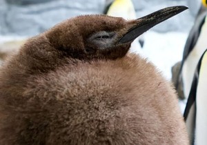 BBC | Foto: Sea Life Melbourne